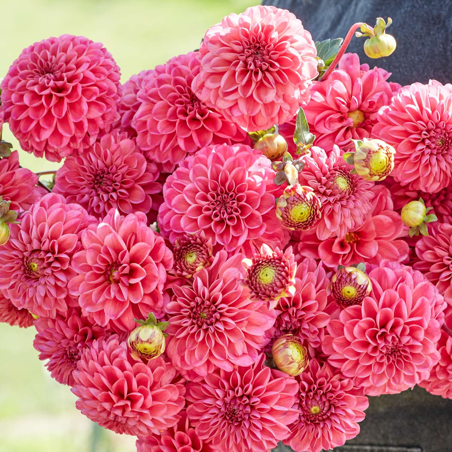 Daalia 'Bazuin Pink'